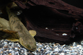 Enlarge photo 27