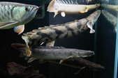 Enlarge photo 84