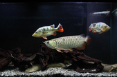 20130228 My Fishes