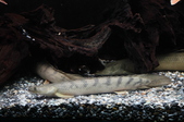 Enlarge photo 30