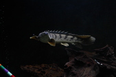 Enlarge photo 37