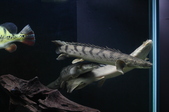 Enlarge photo 40