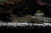 Enlarge photo 78
