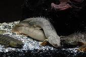 20130317 My Fishes