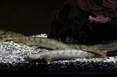 Enlarge photo 17