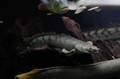 Enlarge photo 37