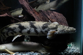 Enlarge photo 38