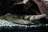 Enlarge photo 41