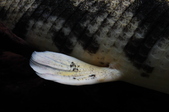 Enlarge photo 48