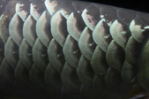Enlarge photo 103
