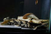 Enlarge photo 36