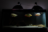 20130421MyFishes