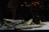 Enlarge photo 29