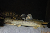 Enlarge photo 32