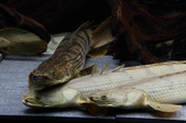 Enlarge photo 38