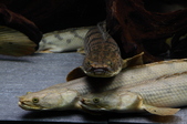 Enlarge photo 37