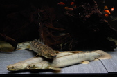 Enlarge photo 39