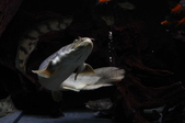 Enlarge photo 43