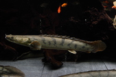 Enlarge photo 46