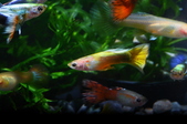 20130525MyFishes