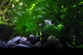Enlarge photo 52
