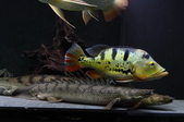 20130907 MyFishes