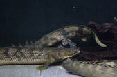 Enlarge photo 31