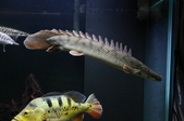 Enlarge photo 37