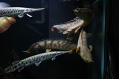 Enlarge photo 38