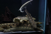 Enlarge photo 39