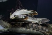 Enlarge photo 40