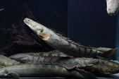 Enlarge photo 41