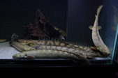 Enlarge photo 47