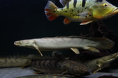 Enlarge photo 48