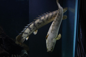 Enlarge photo 49
