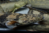 Enlarge photo 103