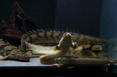 Enlarge photo 108