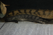 Enlarge photo 121