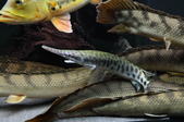 Enlarge photo 122