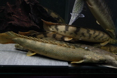 Enlarge photo 125