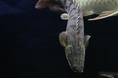 Enlarge photo 144