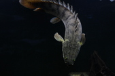 Enlarge photo 145