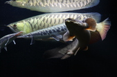 Enlarge photo 149