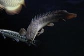 Enlarge photo 153