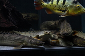 Enlarge photo 154