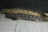 Enlarge photo 157