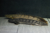 Enlarge photo 158