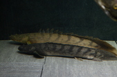 Enlarge photo 159