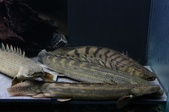 Enlarge photo 178