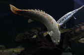 Enlarge photo 163